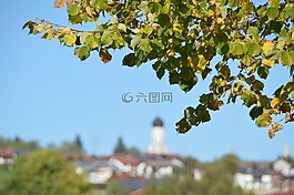 秋季,天空,葉子