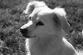 狗,可愛,黑色和白色