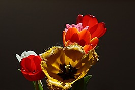 郁金香,百合,百合科植物