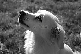 狗,可愛,黑色和白色