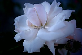 花,門票,玫瑰