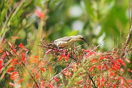 自然,花,植物區(qū)系