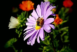 蜜蜂,授粉,花