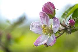 蘋果花,開花海棠,花