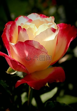 玫瑰,花,顏色