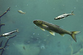 魚,水族館,動物園