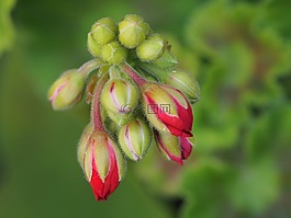 紫紅色,花,花園里的花