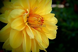 花,黄,秋