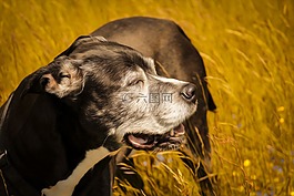 狗,夏天,動物
