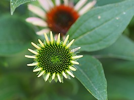 花,松果菊,夏季