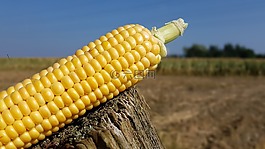 玉米,玉米棒,玉米收獲