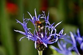 矢車菊,熊蜂,花