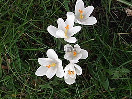 藏紅花,春天,白