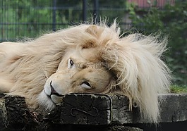 獅子,男性,動物園