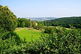 森林,草地,林間空地