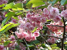 鮮花,歡樂,玫瑰