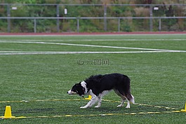 边境牧羊犬,守纪,逗留