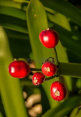 君子蘭,amaryllidacae,漿果