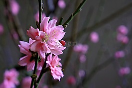 桃花,桃,春天的花朵