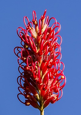 grevillea,花,澳大利亚