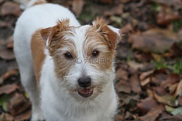 杰克羅素梗,jrt,杰克羅素