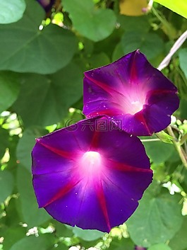 牵牛花,紫色,花
