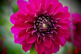 花,夏天,瑣事