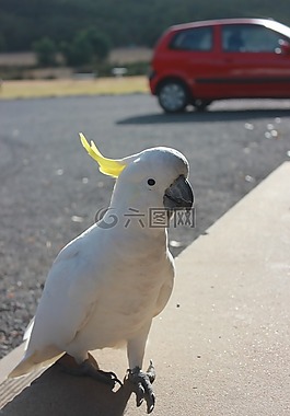 鸚鵡,鳥,飛
