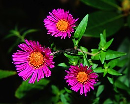 阿斯特,herbstaster,花