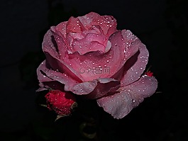 ros,花卉,粉色