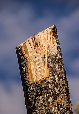木材,枝杈,鋸材