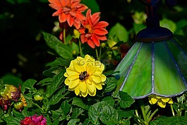 花,黃色,光明