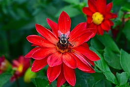 花,紅色,光明