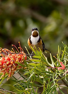 東部 spinebill,spinebill,acanthorhynchus 鳩
