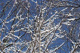 雪,太陽,樹