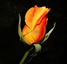 玫瑰,開(kāi)花,紅色