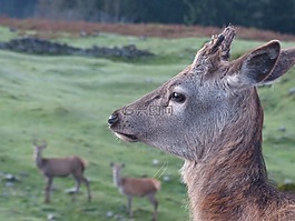 獐鹿,kitz,野生