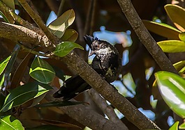 東部鞭鳥,whipbird,鳥