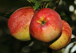 蘋果,水果,紅色