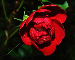 花,開花,關(guān)閉