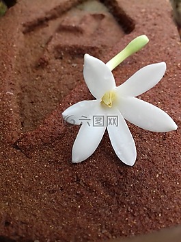 茉莉花,在冬天,在吃