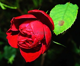 花,開花,關(guān)閉