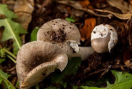 菌類,奶油,棕色