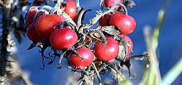 玫瑰果,水果,紅色