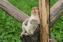 動物園,猴子,觀察