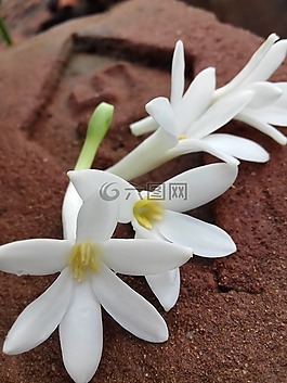 唯一的那個(gè),茉莉花,涼
