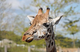 長頸鹿,動物園,頭