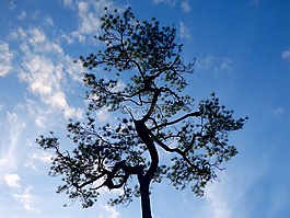 松,樹,藍(lán)色