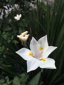 花,白,花瓣