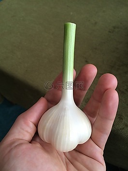 大蒜,燈泡,新鮮
